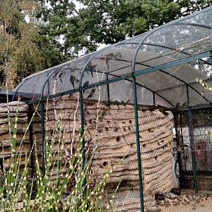 Part of the American aviary