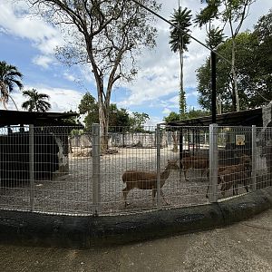 Javan Rusa Deer Exhibit