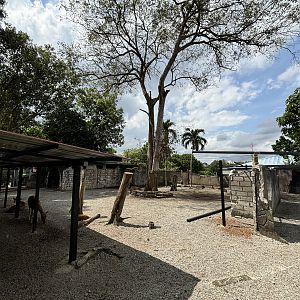 Javan Rusa Deer Exhibit
