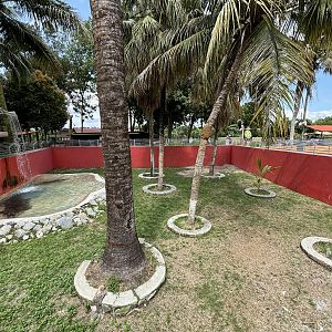 Saltwater Crocodile Exhibit