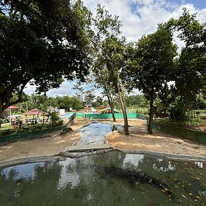 Saltwater Crocodile Exhibit
