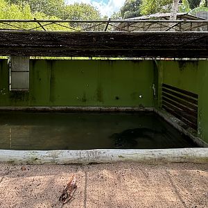 Saltwater Crocodile Exhibit