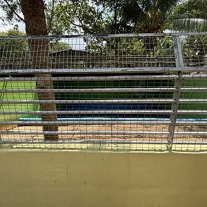 Spectacled Caiman Exhibit