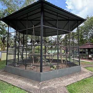 Indian Peafowl Aviary