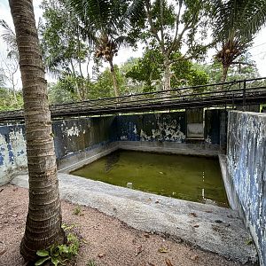 Saltwater Crocodile Exhibit
