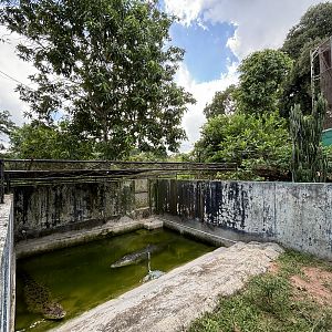Saltwater Crocodile Exhibit