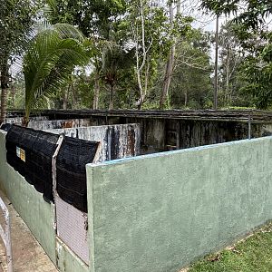 Saltwater Crocodile Exhibits