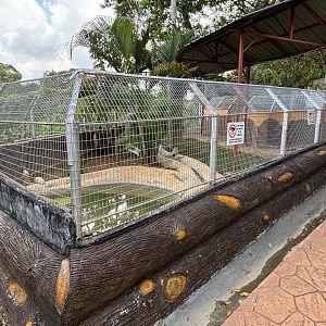 Saltwater Crocodile Exhibit - juveniles
