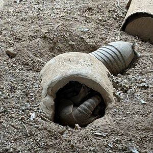 Nine-banded Armadillos