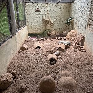 Nine-banded Armadillo Exhibit