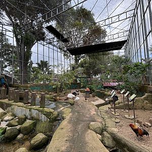 Walk-through Aviary