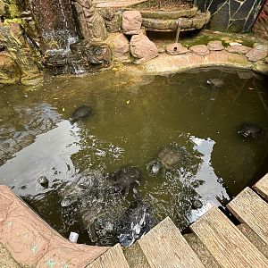 River Terrapin Exhibit