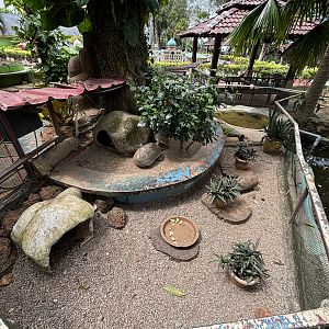 Red-footed Tortoise Exhibit