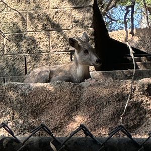 Chinese Goral