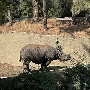 Marshall the Greater One Horned Rhino