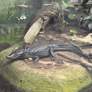 Cuvier’s Dwarf Caiman