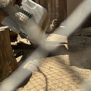 Rüppell’s Sand Fox