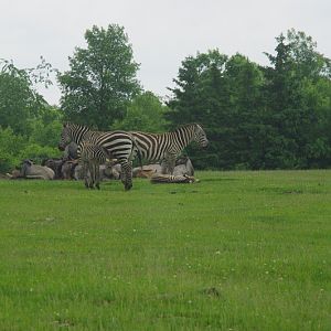 2014 - Grants Zebras and Blue Wildebeest, Rocky Ridge Veldt