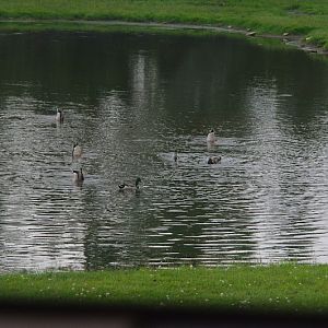 2014 - Mallards (wild in Rocky Ridge Veldt)