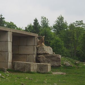 2014 - Barbary Sheep, Rocky Ridge Veldt