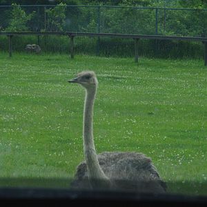 2014 - Common Ostrich, Rocky Ridge Veldt