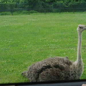 2014 - Common Ostrich, Rocky Ridge Veldt