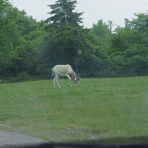 2014 - Addax, Rocky Ridge Veldt