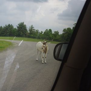 2014 - Addax, Rocky Ridge Veldt