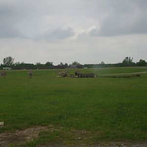 2014 - Blue Wildebeest, Grants Zebras and Scimitar-horned Oryx, Rocky Ridge Veldt