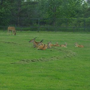 2014 - Eland, Rocky Ridge Veldt