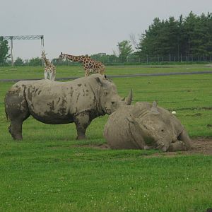 2014 - Southern White Rhinos and Rothschild's Giraffes, Rocky Ridge Veldt