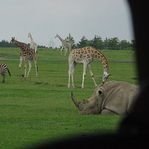 2014 - Southern White Rhinoceros, Rothschild's Giraffes and Grant's Zebras, Rocky Ridge Veldt