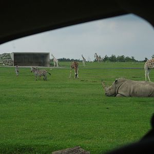 2014 - Southern White Rhinoceros, Rothschild's Giraffes and Grant's Zebras, Rocky Ridge Veldt