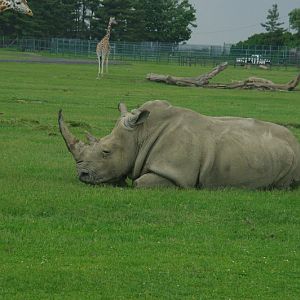 2014 - Southern White Rhinoceros and Rothschild's Giraffes, Rocky Ridge Veldt