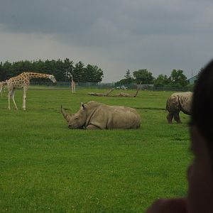 2014 - Southern White Rhinos and Rothschild's Giraffes, Rocky Ridge Veldt