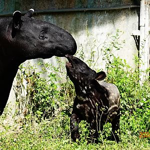 Malayan Tapir (Tapirus indicus)