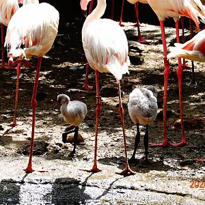 Greater Flamingo (Phoenicopterus roseus)