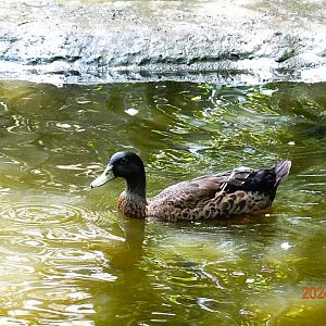 Mallard (Anas platyrhynchos)