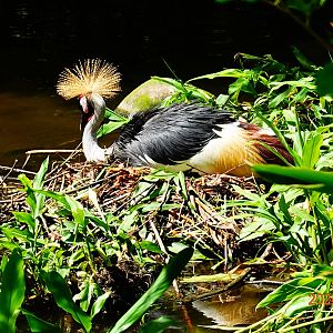 Grey Crowned Crane (Balearica regulorum)