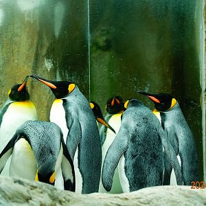 King Penguin (Aptenodytes patagonicus)