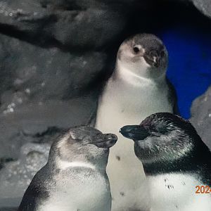 African Pemguin (Spheniscus demersus)