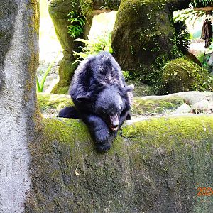 Asian Black Bear (Ursus thibetanus)