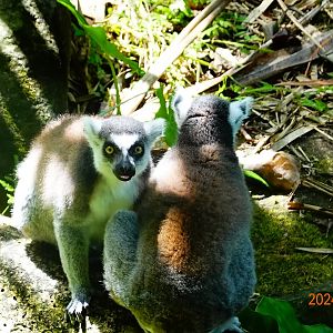 Ring-tailed Lemur (Lemur catta)