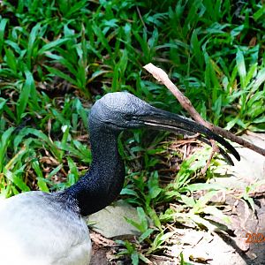 African Sacred Ibis (Threskiornis aethiopicus)