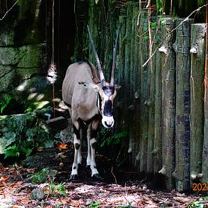 Beisa Oryx (Oryx beisa beisa)