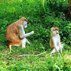 Patas Monkey (Erythrocebus patas)