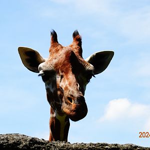 Giraffe (Giraffa camelopardalis)