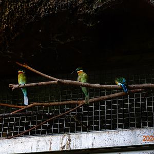 Blue-tailed Bee-eater (Merops philippinus)