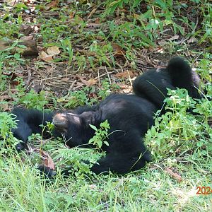 Siamang (Symphalangus syndactylus)