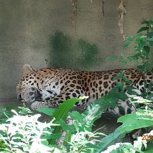 North Chinese Leopard (Panthera pardus japonensis)